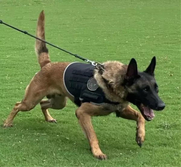 Narkotik köpeği, İstanbul'daki uyuşturucu baskınında öldü