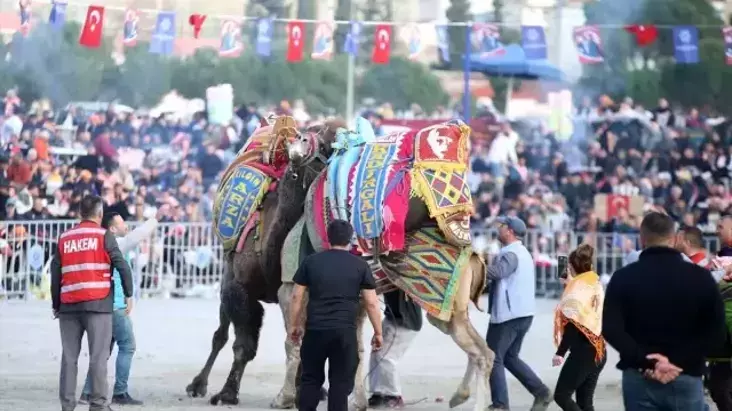 Aydın’da Deve Güreşi Festivali Coşkuyla Gerçekleşti